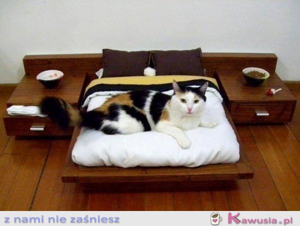 Kociak
