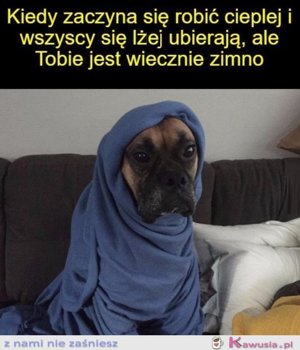 KOCYK I DO SPANIA