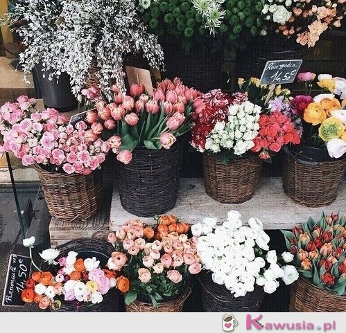 Piękne kwiaty
