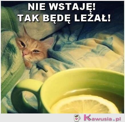 Nie wstaję
