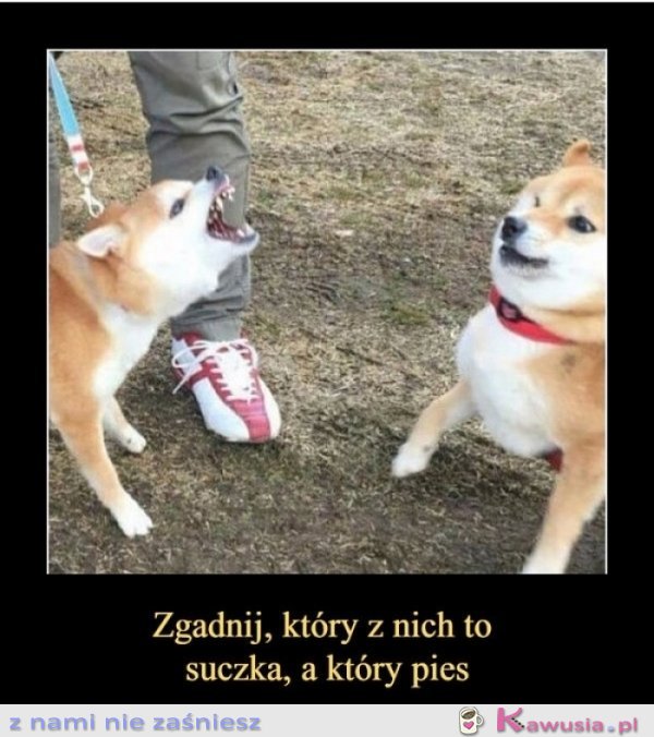 Zagadka