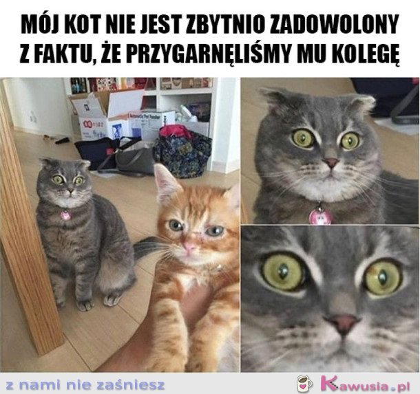 KOT JEST ZAZDROSNY