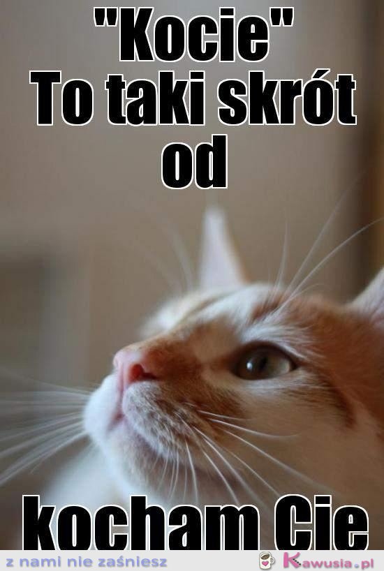 Kocie to taki skrót