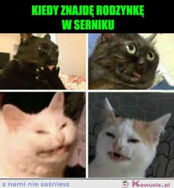 Sernik? Rodzynek? Bleee