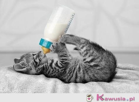 Kotek