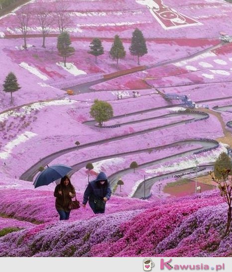 Cudowny widok Hillside, Hokkaido Japonia