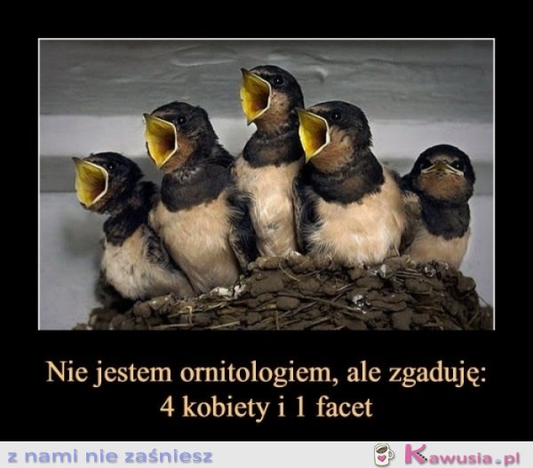 4 kobiety i facet