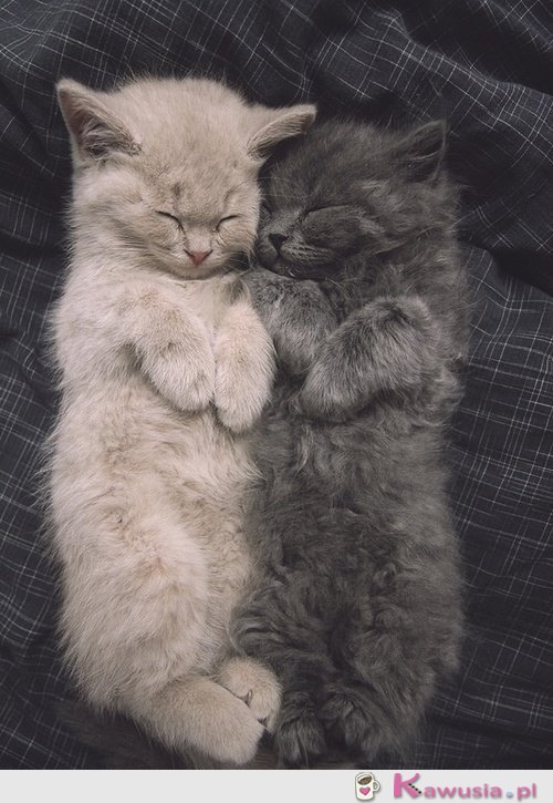 Słodko śpią kociaki