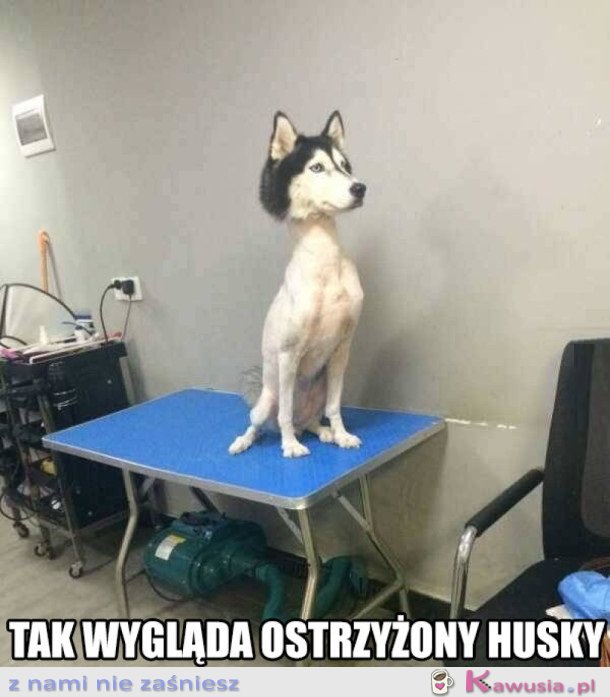 NIGDY NIE STRZYŻCIE HUSKY!