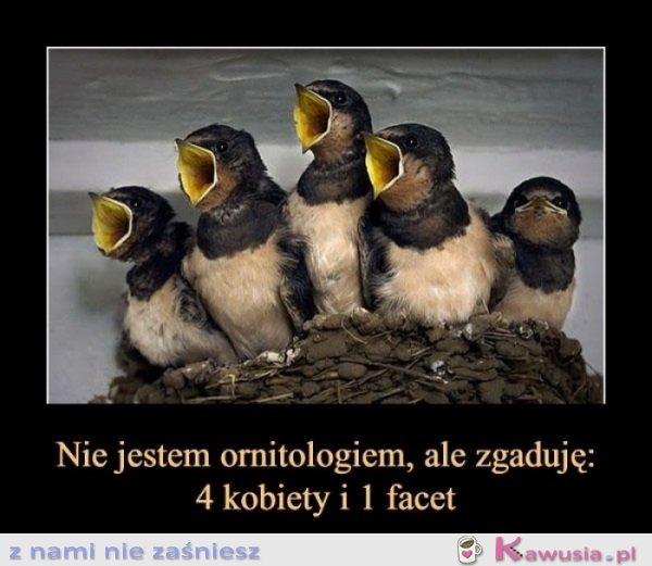 4 kobiety i facet