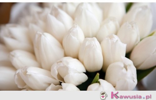 Białe tulipany
