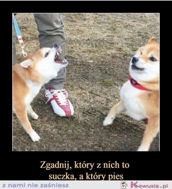 Zagadka