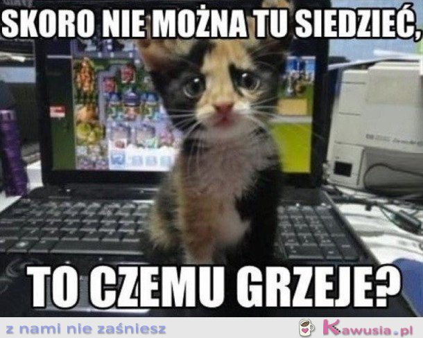 KOTEK SIEDZI NA LAPTOPIE