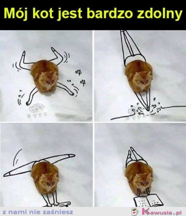 Mój zdolny kot