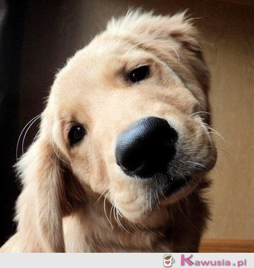 Słodki psiak