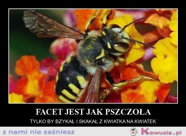 Facet jest jak pszczoła