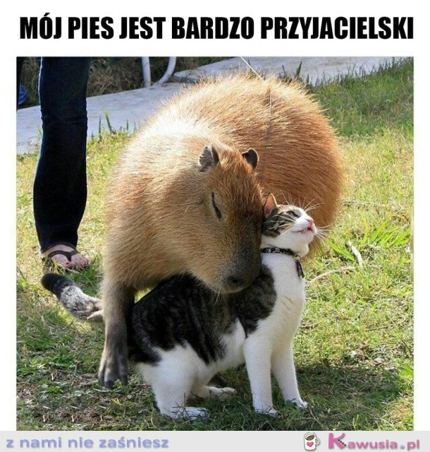 MAM PRZYJACIELSKIEGO PSA