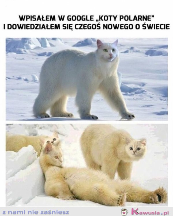 Hmmm internet wie lepiej