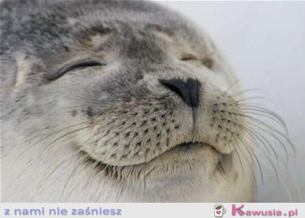 Foczka.