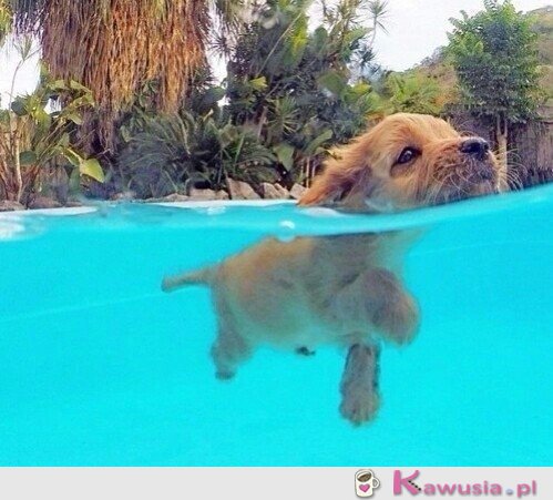 Pływający słodziak