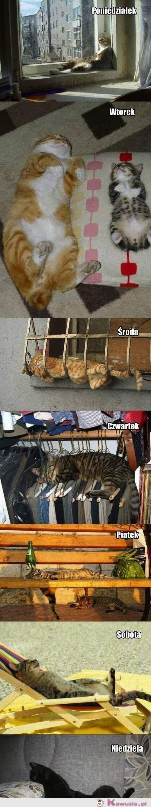 Koci tydzień