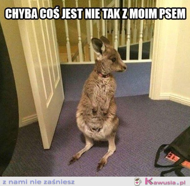 COŚ JEST NIE TAK Z MOIM PSEM