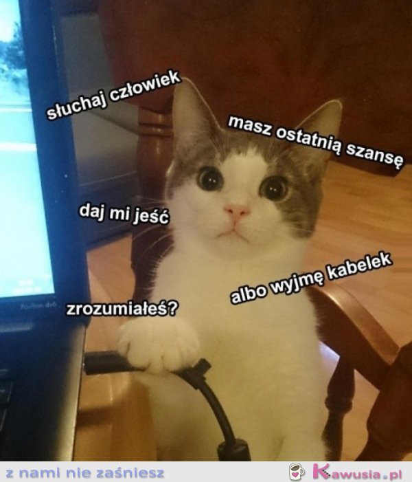 Kotki takie są