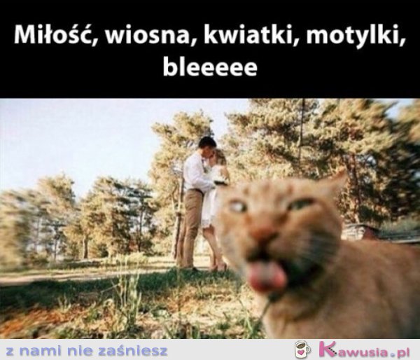 Motylki, wiosna, miłość bleee