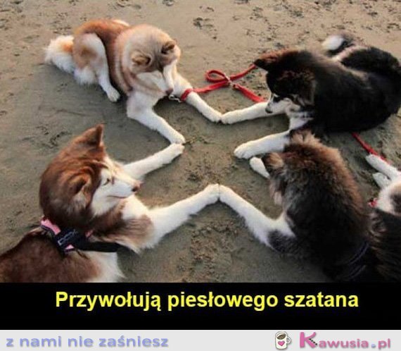 Nakryłam mojego psa jak z ziomkami robili to