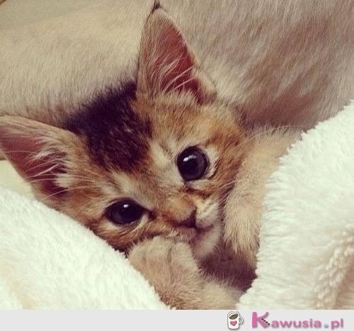 Przesłodki kotek