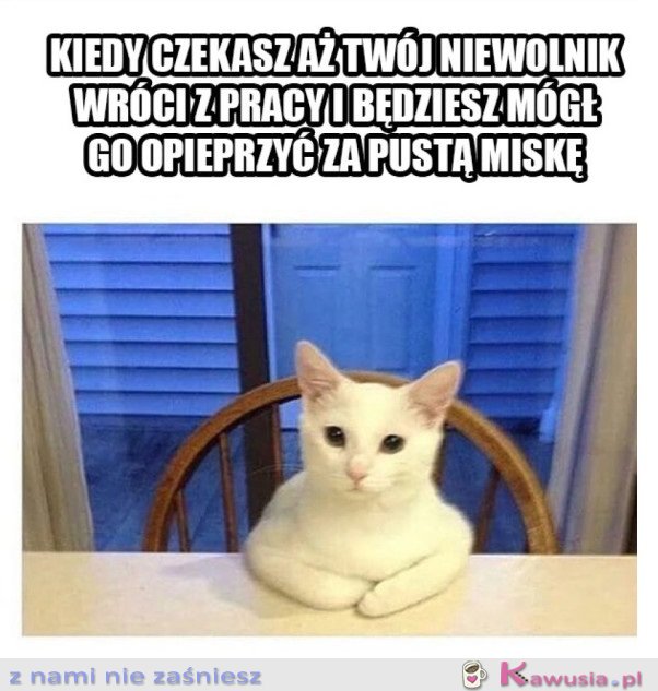 PAN KOT JUŻ OCZEKUJE 