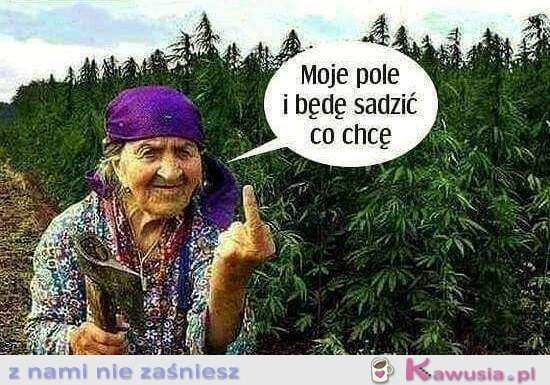 Moje pole