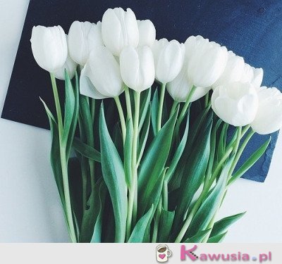Piękne białe tulipany