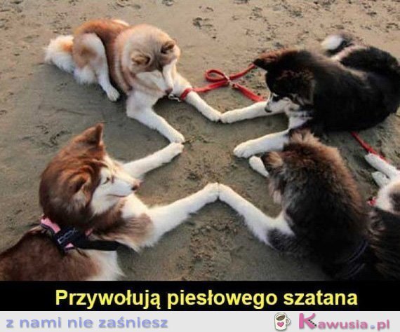 Nakryłam mojego psa jak z ziomkami robili to