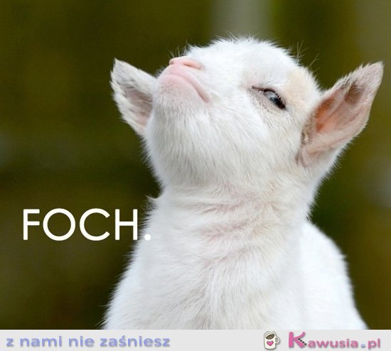Typowy foch