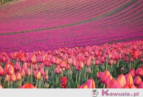Piękne pole tulipanów