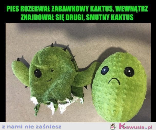 ROZERWANY KAKTUS