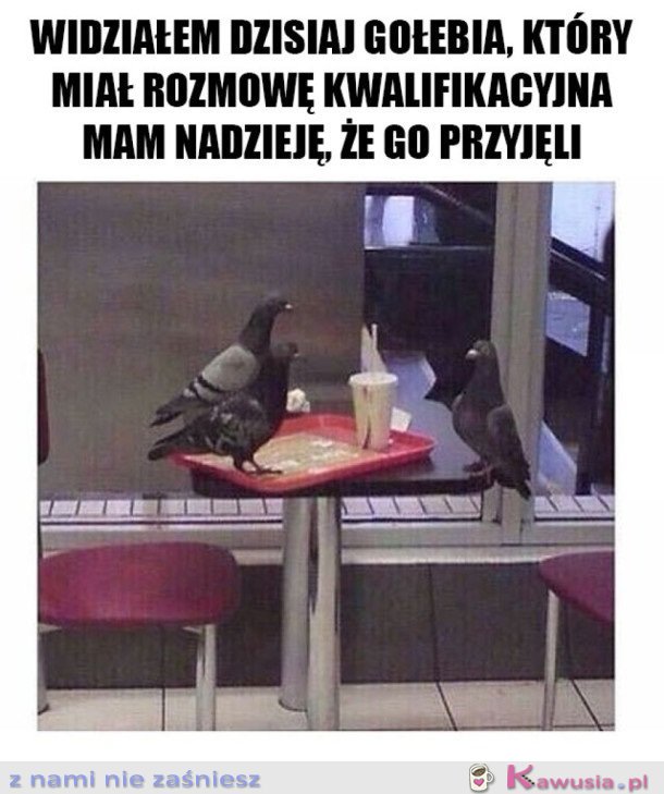 GOŁĄB NA ROZMOWIE KWALIFIKACYJNEJ