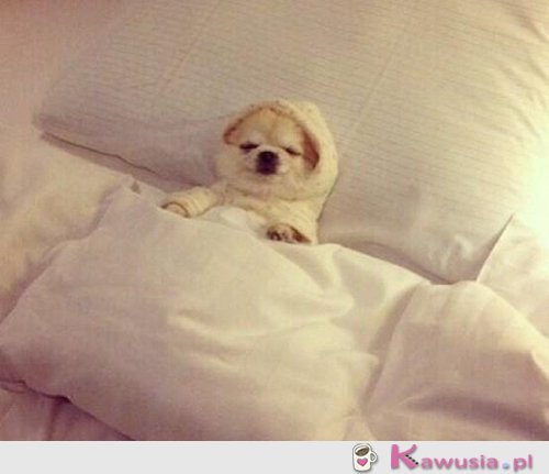 Nie ruszam się dziś z łóżka