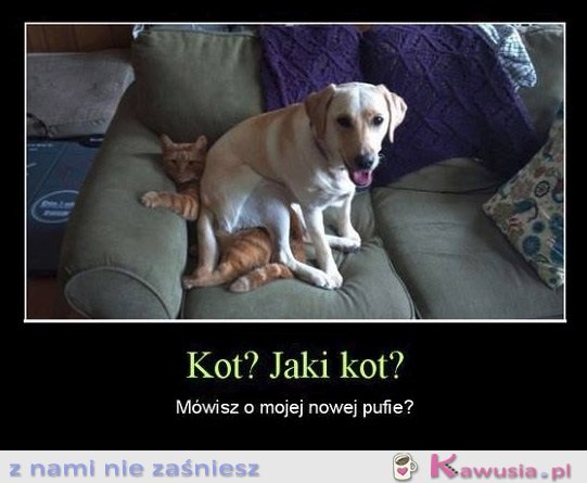 Kot? Jaki Kot?