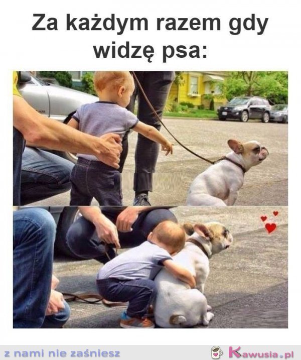 Za każdym razem kiedy widzę psa