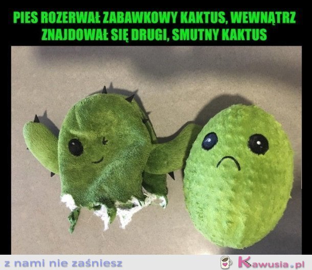 ROZERWANY KAKTUS