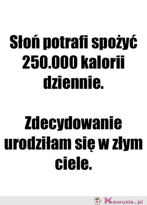 Jestem słoniem...