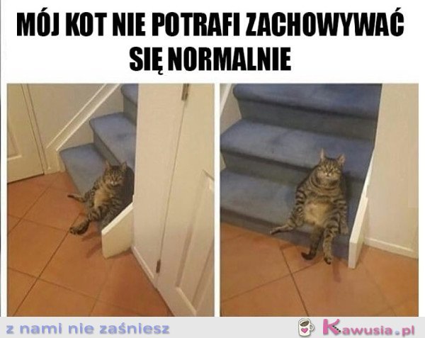 MÓJ KOT DZIWNIE SIĘ ZACHOWUJE