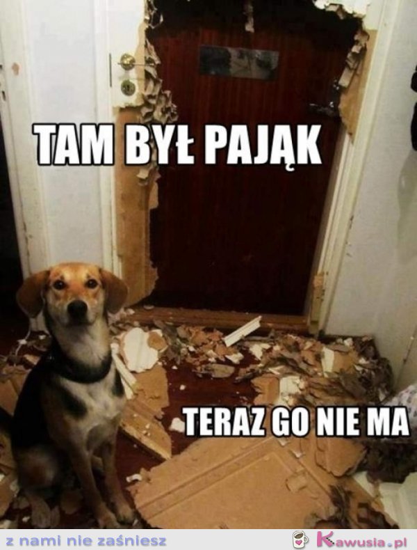 Tam był pająk
