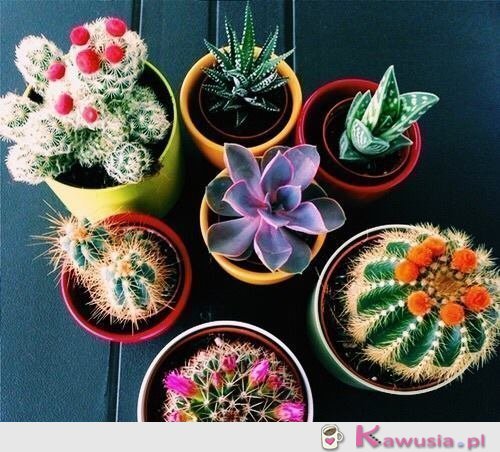 Świetne kaktusy