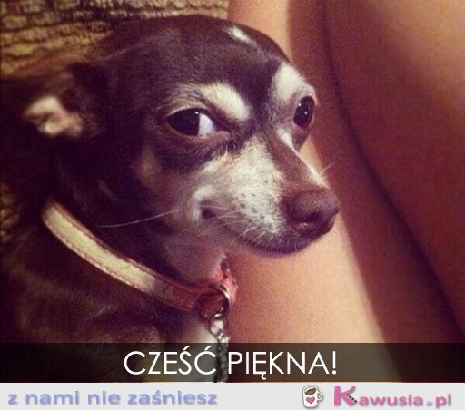 Cześć piękna