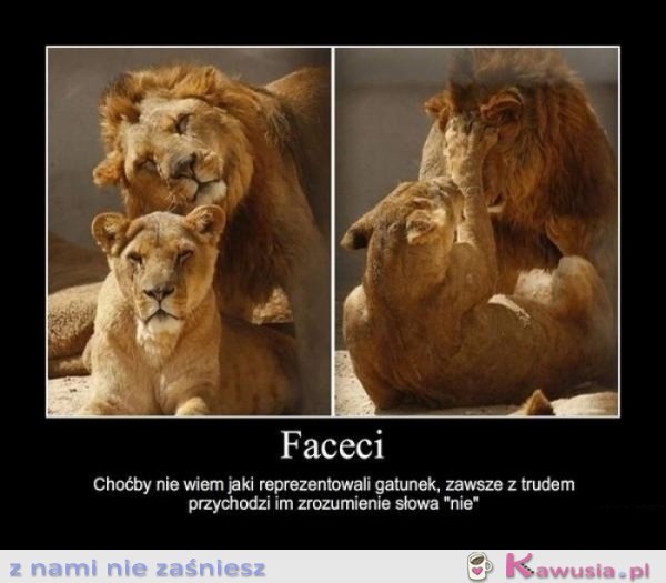 Faceci...