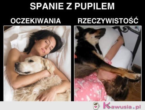 Spanie z pupilem