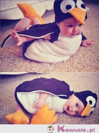 Mały pingwinek